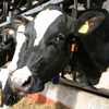 Zuivelboerderij de Kern, Drunen